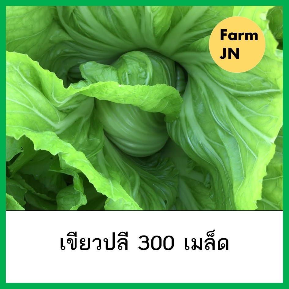 เมล็ดผักกาดเขียวปลี เมล็ดผักสวนครัว เมล็ดผัก5บาท