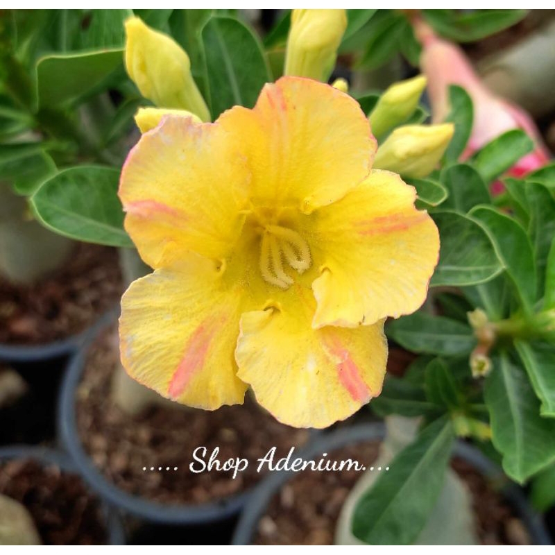 ชวนชมดอกชั้นเดียว-สุขใจ เหลืองสุขใจ (กระถาง 6 นิ้ว) สีเหลืองขีดชมพู