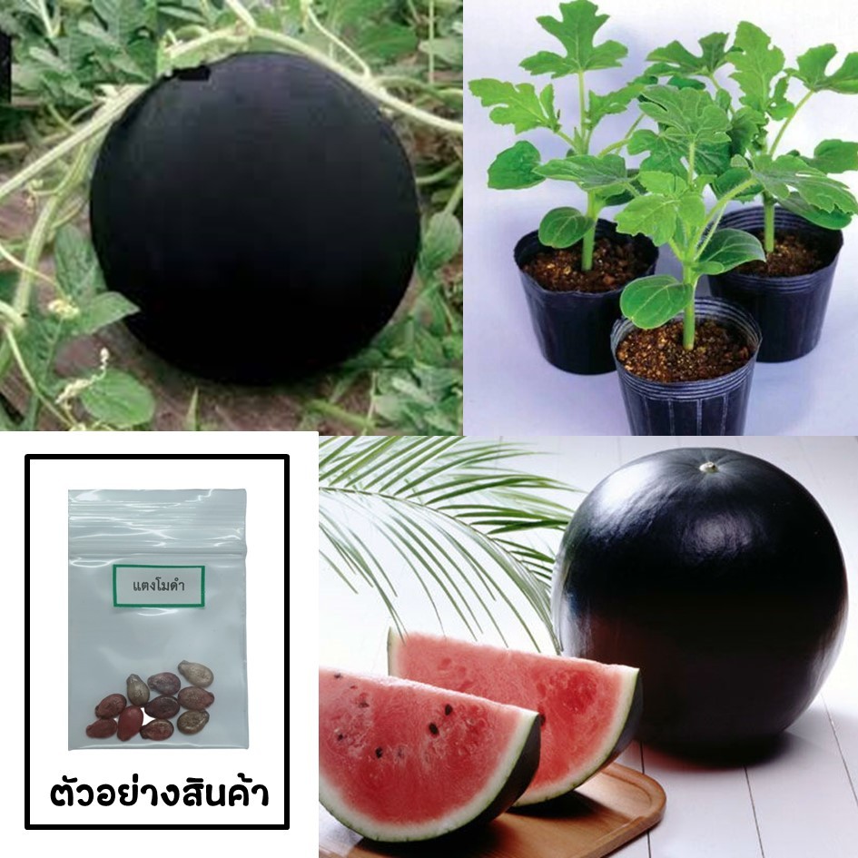 เมล็ดแตงโมดำ 10 เมล็ด (ซื้อ10แถม1 คละได้) คิดถึงเมล็ดผัก คิดถึง skinsun
