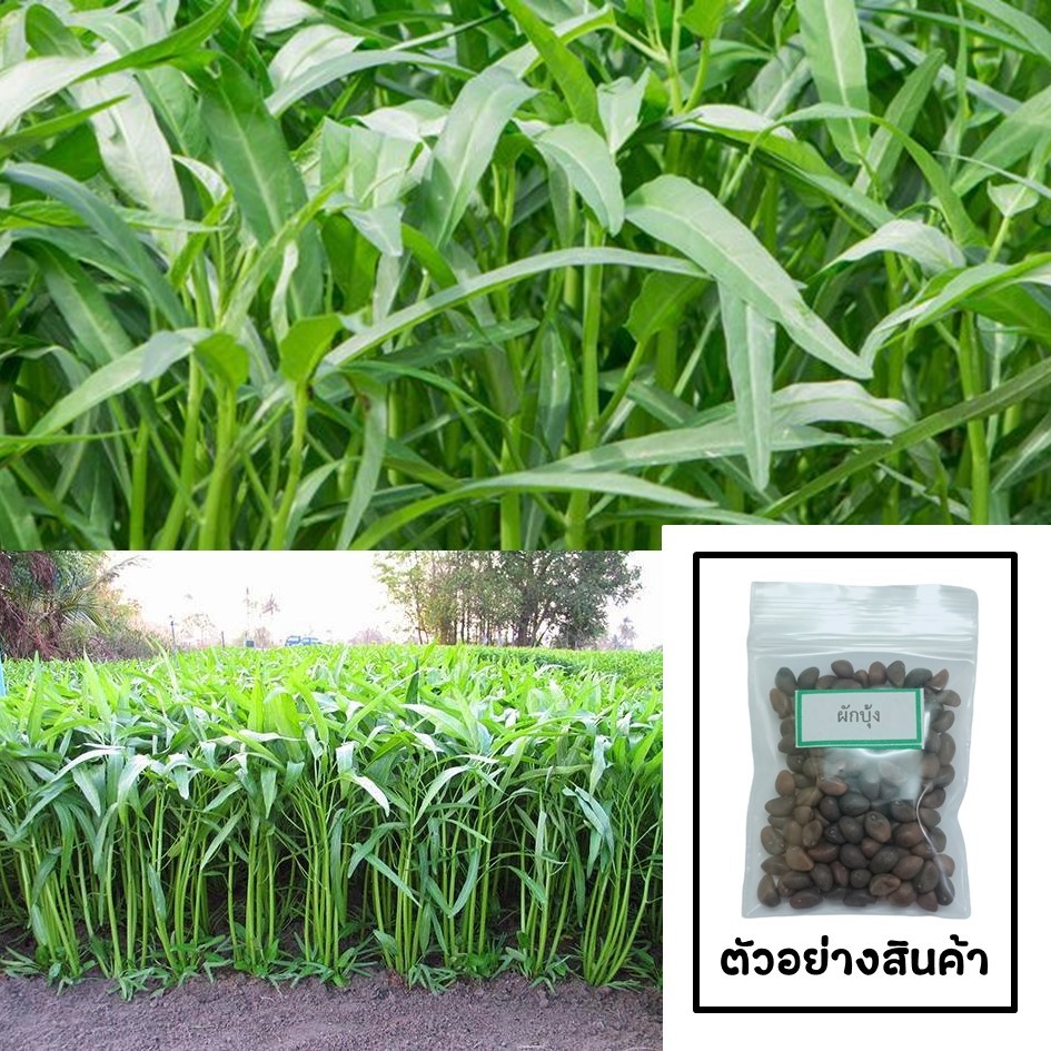 เมล็ดผักบุ้งจีน 100 เมล็ด 🌱 ซื้อ 10 แถม 2 คละได้ 💥 เลือกของแถมได้ คิดถึงเมล็ดผัก คิดถึง skinsun