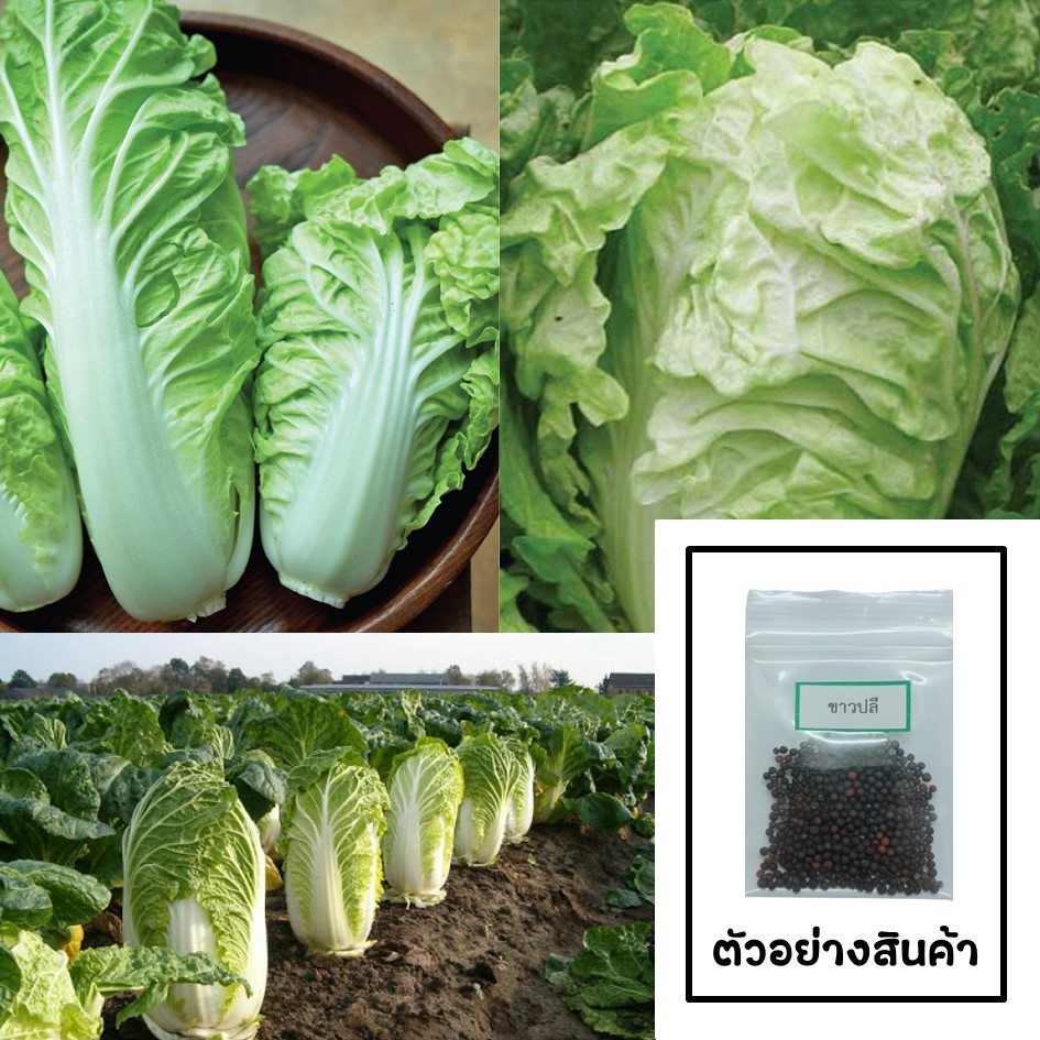 เมล็ดผักกาดขาวปลี 200 เมล็ด 🌱 ซื้อ 10 แถม 2 คละได้ 💥 เลือกของแถมได้ คิดถึงเมล็ดผัก คิดถึง skinsun