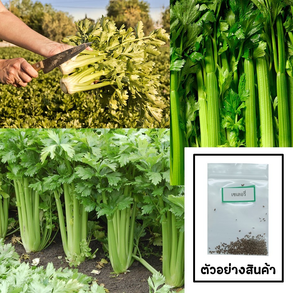 เมล็ดเซเลอรี่ 100 เมล็ด   ซื้อ 10 แถม 2 คละได้   เลือกของแถมได้ คิดถึงเมล็ดผัก คิดถึง skinsun ราคา ถูกที่สุด ดีลบีเคเค แกลเลอรีภาพที่ 2
