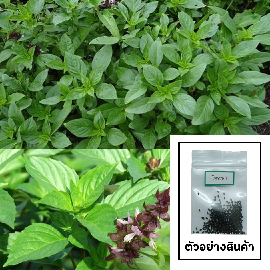 เมล็ดโหระพา 100 เมล็ด 🌱 ซื้อ 10 แถม 2 คละได้ 💥 เลือกของแถมได้ คิดถึงเมล็ดผัก คิดถึง skinsun