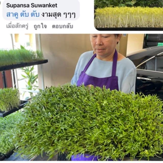 เมล็ดผักบุ้ง,เมล็ดผักบุ้งงอก ทำต้นอ่อน ต้นโต้ได้ สายพันธ์แก้ว ต้นอ่อนอวบใหญ่ น้ำหนักดี