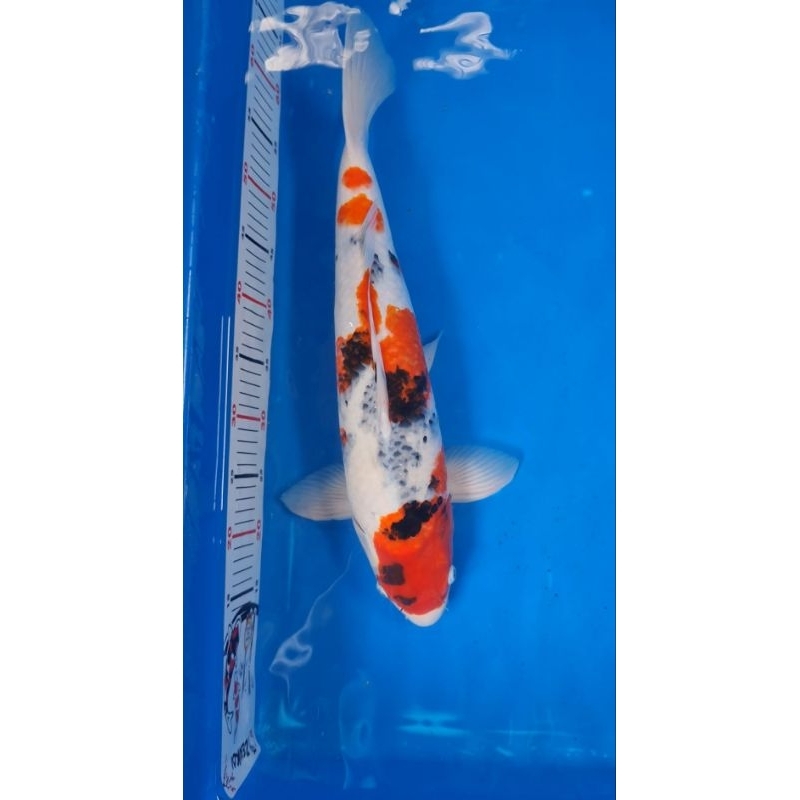 สติ๊กเกอร์วัดไซส์ปลาคาร์ฟกันน้ำเซนโค่ย สำหรับติดข้างบ่อปลา หรือกาละมังวัดไซส์  Koi fish size measurement stickers - รูปที่ 2