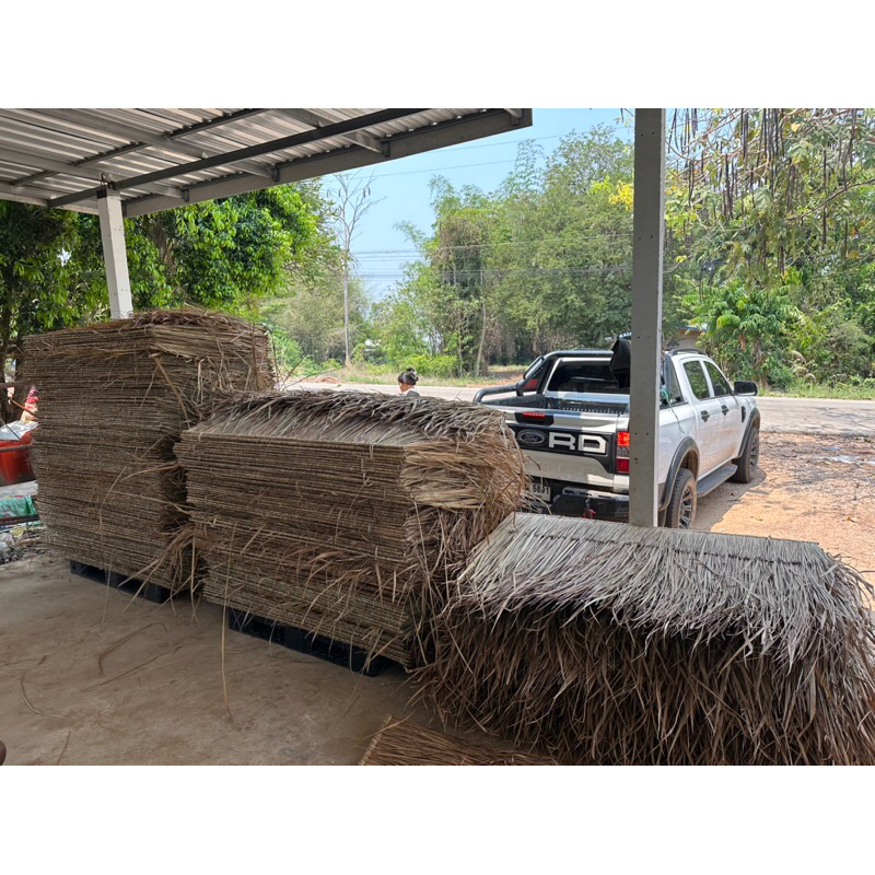 หญ้าคา หญ้าแฝก ตับหญ้าคา มุงหลังคา ความยาว155 กว้าง40,-50cm มุงฟาร์มไก่ ฟาร์มเห็ด หรือรีสอร์ท แต่งคาเฟ่