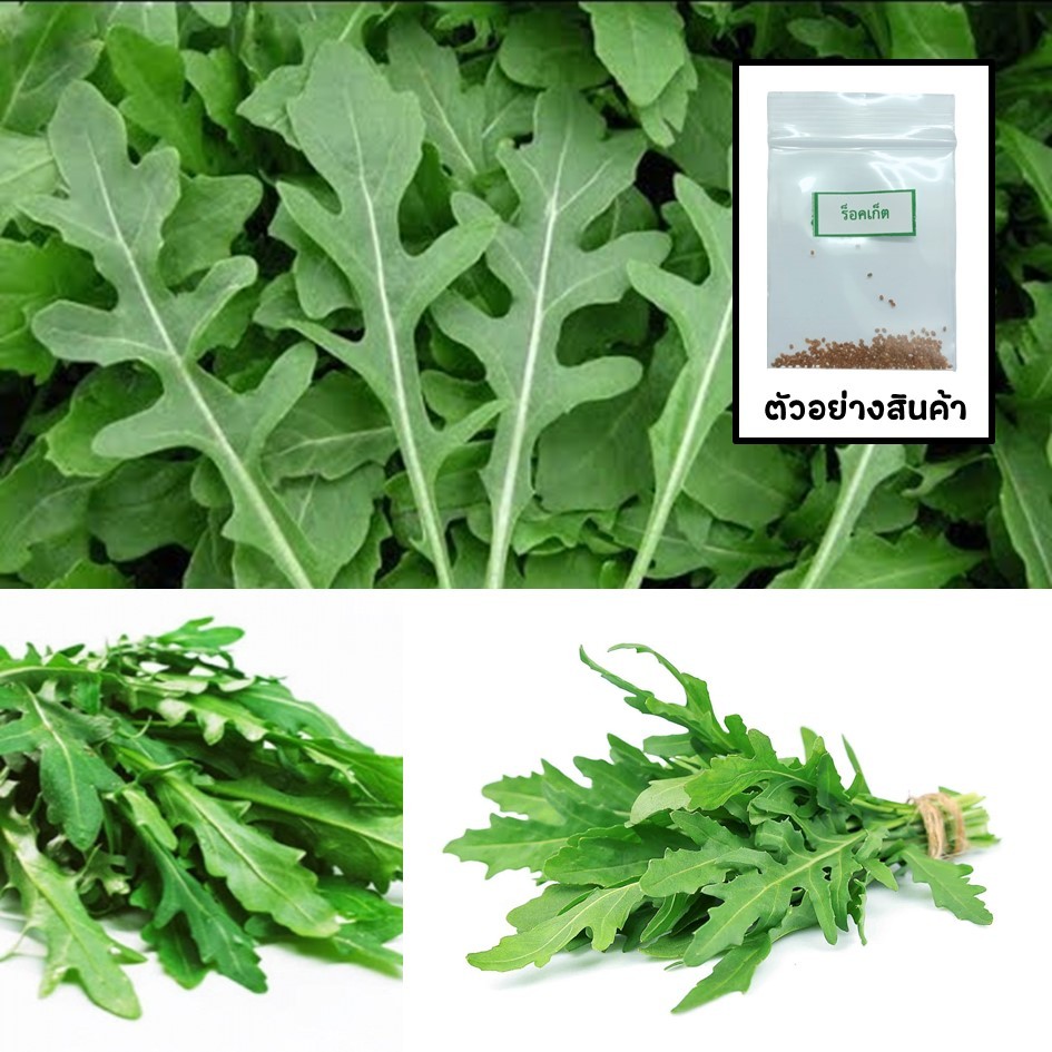 เมล็ดผักสลัดไวท์ร็อคเก็ต 100 เมล็ด (ซื้อ10แถม1 คละได้)