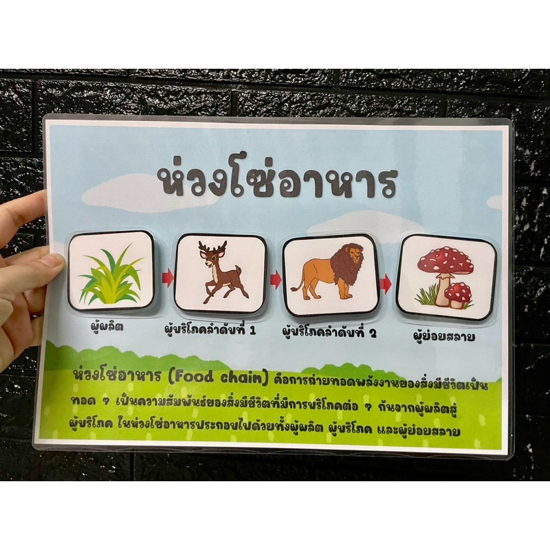 สื่อการสอนห่วงโซ่อาหารขนาดใหญ่ (ซื้อเป็นชุดถูกลง 50฿) ราคา ถูกที่สุด ดีลบีเคเค แกลเลอรีภาพที่ 4