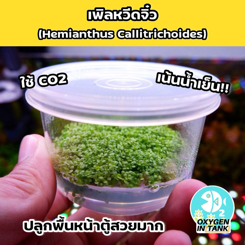 เพิลหวีดจิ๋ว[Hemianthus callitrichoides] ไม้เนื้อเยื่อแน่นๆ ไม้น้ำ ต้นไม้น้ำ (พร้อมส่ง)