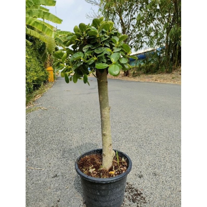 ต้นช้อนเงินช้อนทอง สูง 50-60 cm
