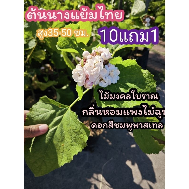 ต้นนางแย้มไทย​ ดอกสีชมพู​ ต้นไม้มงคล​ โบราณ​ กลิ่นหอม​ไกล​ แต่งบ้าน​ จัดสวน​ ดอกมะลิซ้อน​ สมุนไพร​ ไม้ดอก​ไม้แดด​