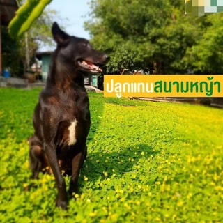 เมล็ดพันธุ์ถั่วบราซิล🤟 บรรจุ 1000เมล็ด ไม้ดอกไม้ประดับ จัดสวน พืชคลุมดิน บำรุงดิน ตกแต่งระเบียงตกแต่งสวน สนามหญ้า