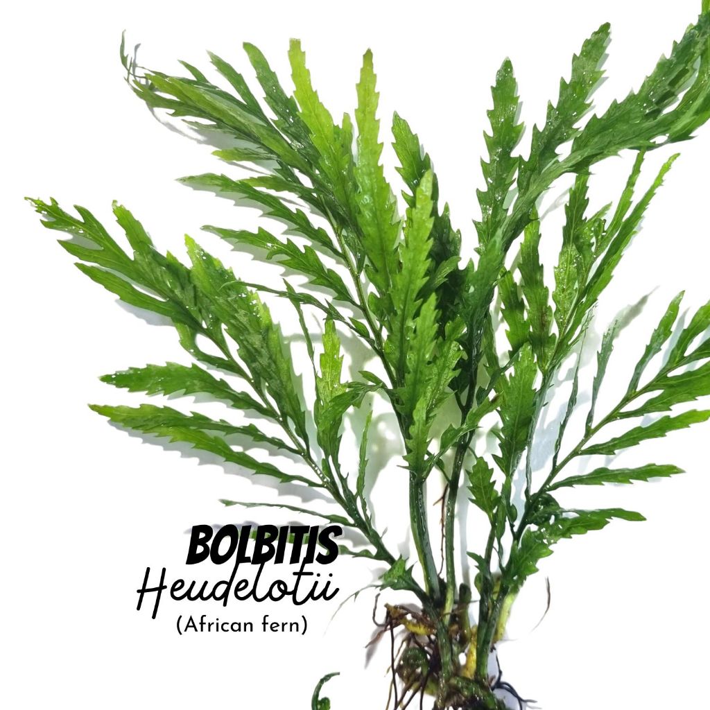 รากดำ ใบแฉกแอฟฟริกา เลือกได้ 3 ขนาด  - BOLBITIS AFRICAN FERN ต้นไมน้ำ