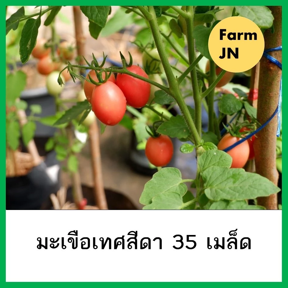 เมล็ดมะเขือเทศสีดา มะเขือเทศสีดา มะเขือเทศ เมล็ดผัก เมล็ดผัก เมล็ดผัก5บาท