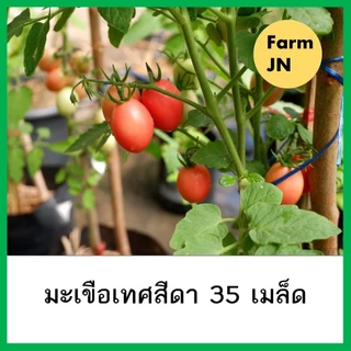 เมล็ดมะเขือเทศสีดา มะเขือเทศสีดา มะเขือเทศ เมล็ดผัก เมล็ดผัก เมล็ดผัก5บาท