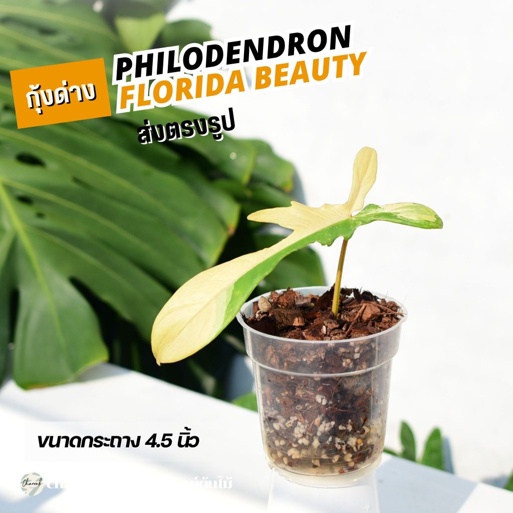 ฟิโลเดนดรอน ก้ามกุ้งด่าง Philodendron Florida Beauty (ไม้วางข้อ) ส่งฟรี