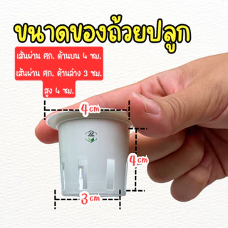 ถ้วยปลูกไฮโดรโปนิกส์ ถ้วยปลูกสีขาว ถ้วยปลูกผัก (**แบบใช้ซ้ำ**) 20 / 50 / 100 ใบ