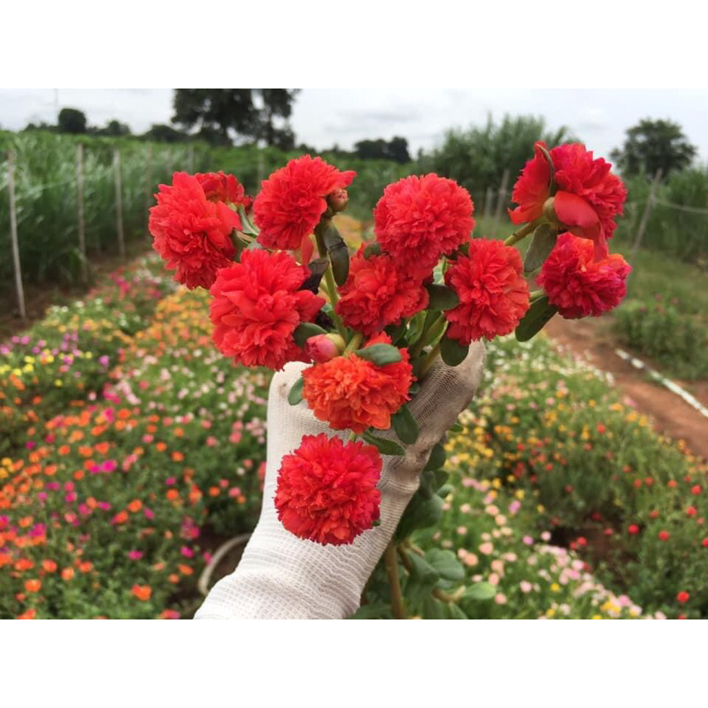 คุณนายแหวนเพชรสีแดง ไทเกอร์ 25 กิ่ง  100 บาท