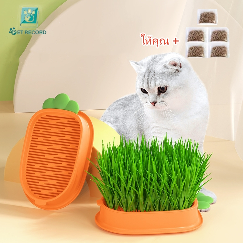ชุดปลูกหญ้าแมว หญ้าแมวออแกนิก เมล็ดข้าวสาลี ถาดเพาะต้นอ่อน 1 ชุด