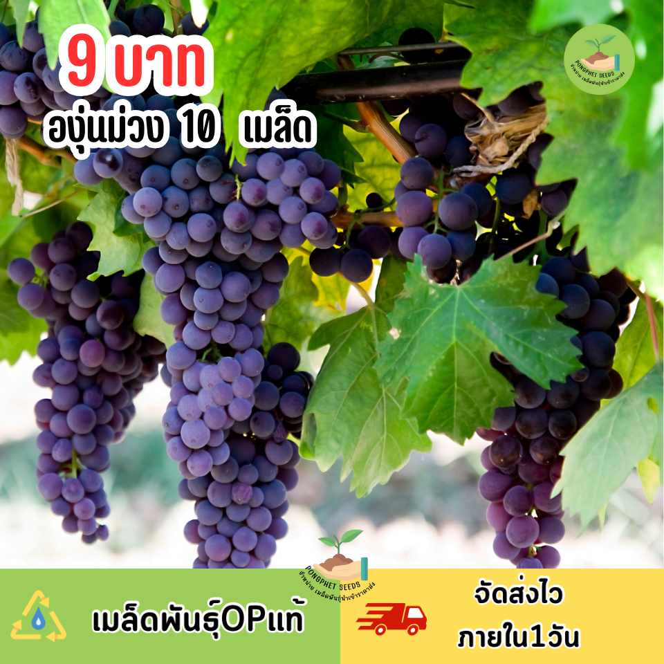 9บาท องุ่นม่วง 10 เมล็ด
