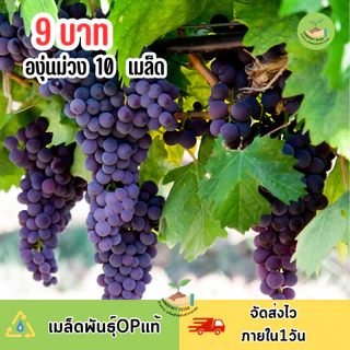 9บาท องุ่นม่วง 10 เมล็ด