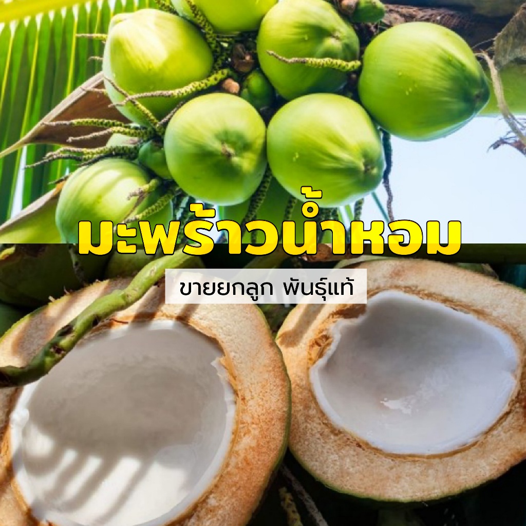(พร้อมส่ง) มะพร้าวน้ำหอมบ้านแพ้ว 1 ลูก มะพร้าวหวานหอมเนื้อนิ่มละมุน coconut ของชอบต่างชาติ มะพร้าวอร่อย