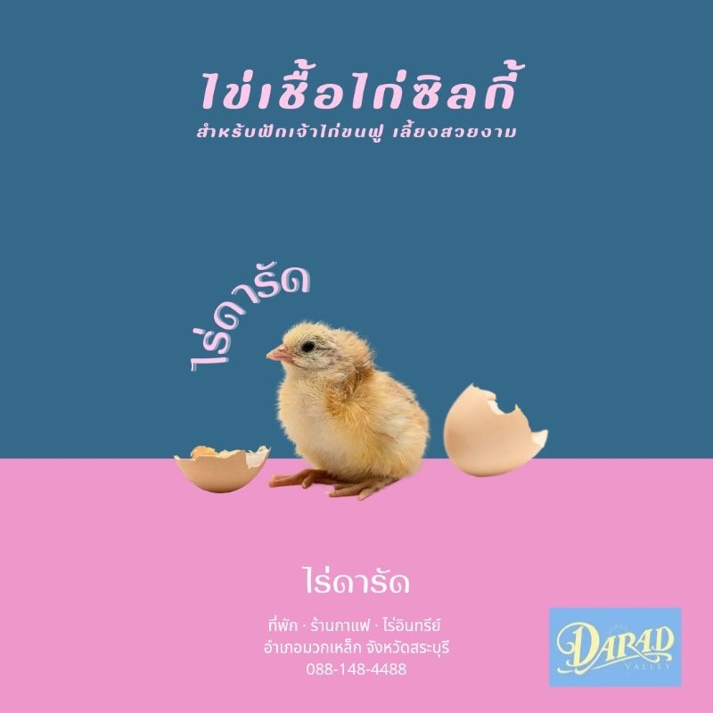 ไข่เชื้อไก่ซิลกี้ ไข่เชื้อไก่สวยงาม ไร่ดารัด 🌿🍃✨️[ขั้นต่ำ 2 ฟอง]