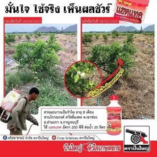 {💰ยกลัง} แฮตแทค ( กลูโฟซิเนต + แอมโมเนียม ) 4 x 6 เเกลลอน สารกำจัดวัชพืชใบแคบและใบกว้าง สูตรน้ำส้มใส