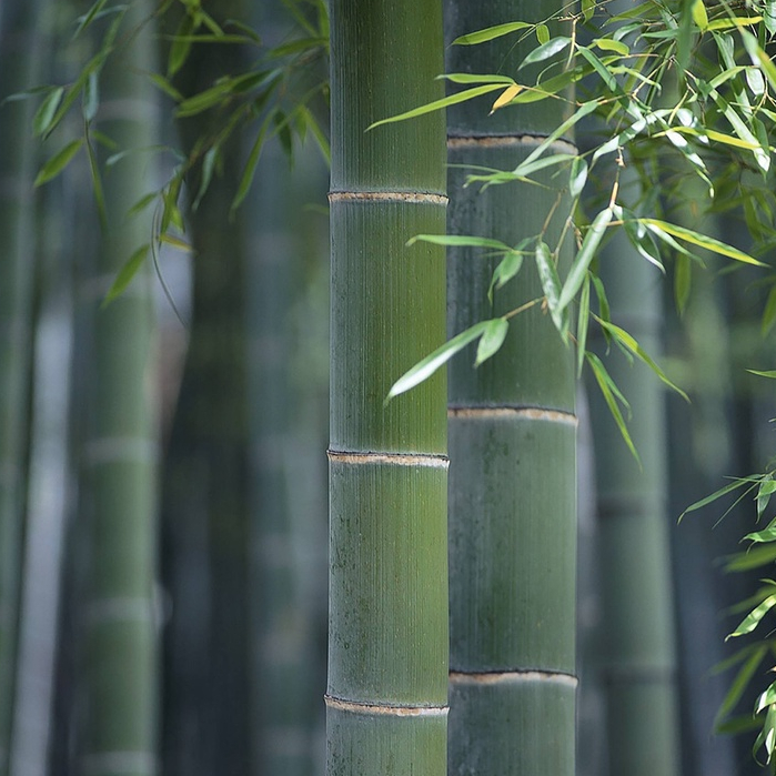 เมล็ดพันธุ์ ไผ่โมโซ ไผ่หนังจีน ไผ่ญี่ปุ่น moso bamboo 30 เมล็ด เมล็ดพันธุ์นำเข้าจาก อังกฤษ