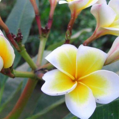 10 เมล็ด ลีลาวดี ลั่นทม Plumeria Seeds สายพันธุ์ Plumeria Yellow Sunset