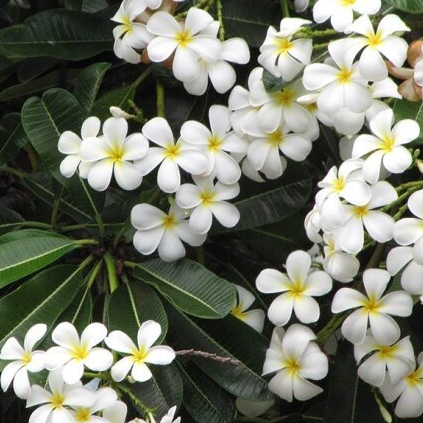 10 เมล็ด ลีลาวดี ลั่นทม Plumeria Seeds สายพันธุ์ Plumeria Lulu