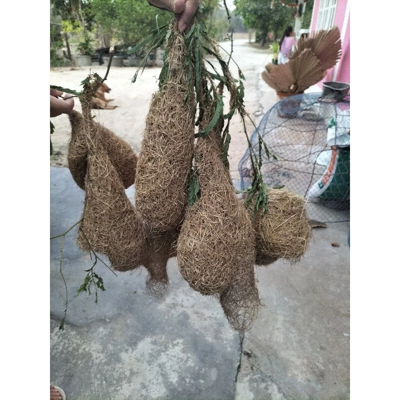 รังนกกระจาบ รังนกธรรมชาติ