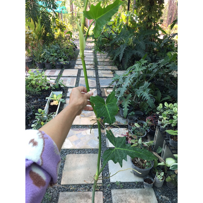 ฟิโลดราก้อน  PHILODENDRON GOLDEN DRAGON (ตัดสดพร้อมราก) 1 ต้น