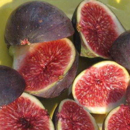 1 ต้นมะเดื่อฝรั่ง มะเดื่อฝรั่ง (Fig) พันธุ์ figo preto กระถาง 6 นิ้ว ลำต้นสูง 30-40 ซม