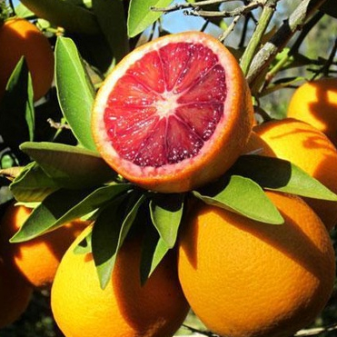 ต้นส้ม พันธุ์ ส้มสีเลือด พันธุ์โมโล (Moro Blood Orange)เนื้อในสีแดง ลำต้นสูง 60 ซม (ทาบกิ่ง) พร้อมให้ผลไวสายพันธุ์แท้