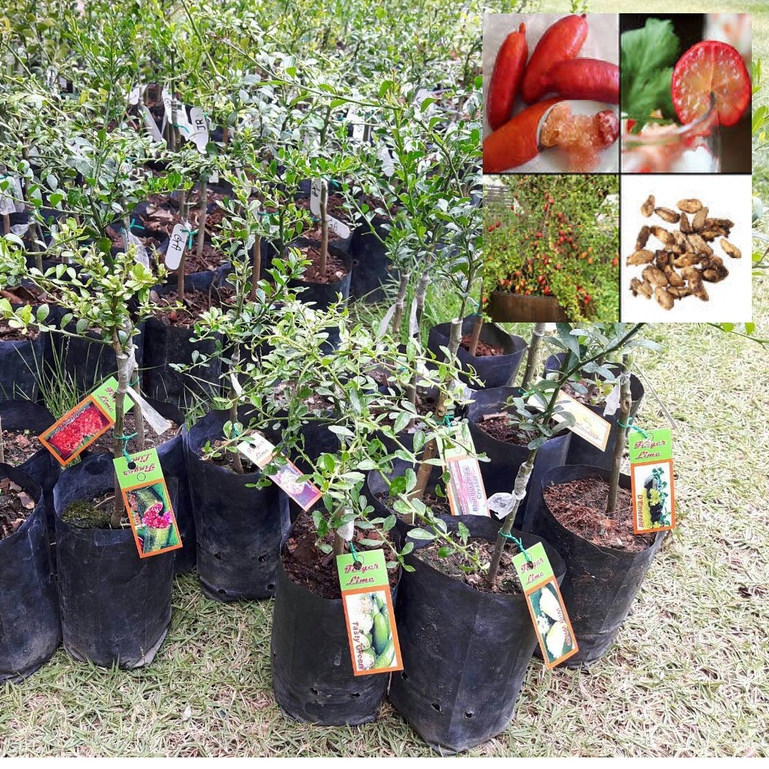 ต้นมะนาวคาเวียร์ ต้นมะนาวนิ้วมือ (Finger Lime) Citrus australasica ลำต้นสูง 30 ซม