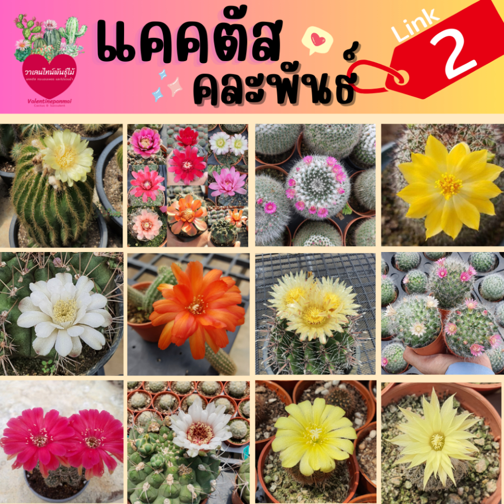 2/5 Cactus แคคตัสคละพันธุ์ กระบองเพชรราคาถูก ส่งทั้งกระถาง! มือใหม่เลี้ยงง่าย
