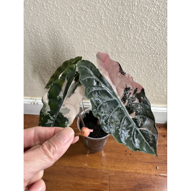alocasia chantrieri variegated pinkขายแบบไข่เพาะชำส่งชำในถ้วยอบอย่างดี