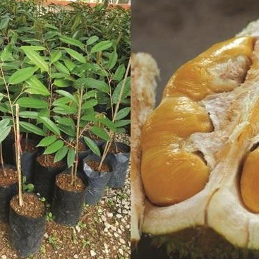 ต้นทุเรียนมูซานคิง เนื้อละเอียด หวานมัน อร่อยมาก ลำต้นสูง 85-100ซม จัดส่งพร้อมถุง 8 นิ้ว