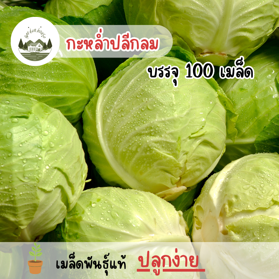 กะหล่ำปลีกลม 100 เมล็ด