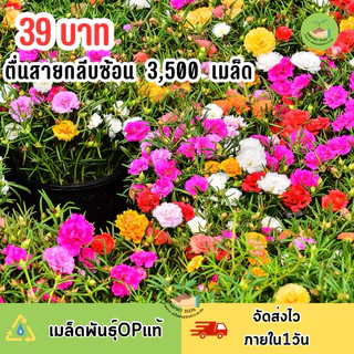 เมล็ดพันธุ์ คุณนายตื่นสาย (แพรี่เซี่ยงไฮ้) 3,500ต้น ++ คุ้มที่สุด ‼️