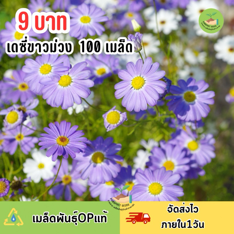 9 บาท เมล็ดพันธุ์ดอกเดซี่ ขาวม่วง คละ2สี