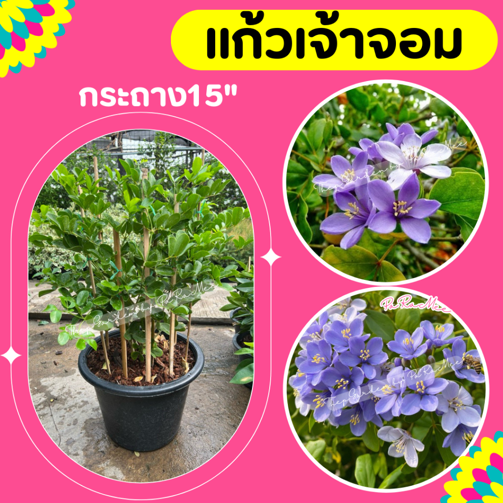 ต้นแก้วเจ้าจอม ไม้มงคล กระถาง 15 นิ้ว สูง 80-110cm. – โปรปัง