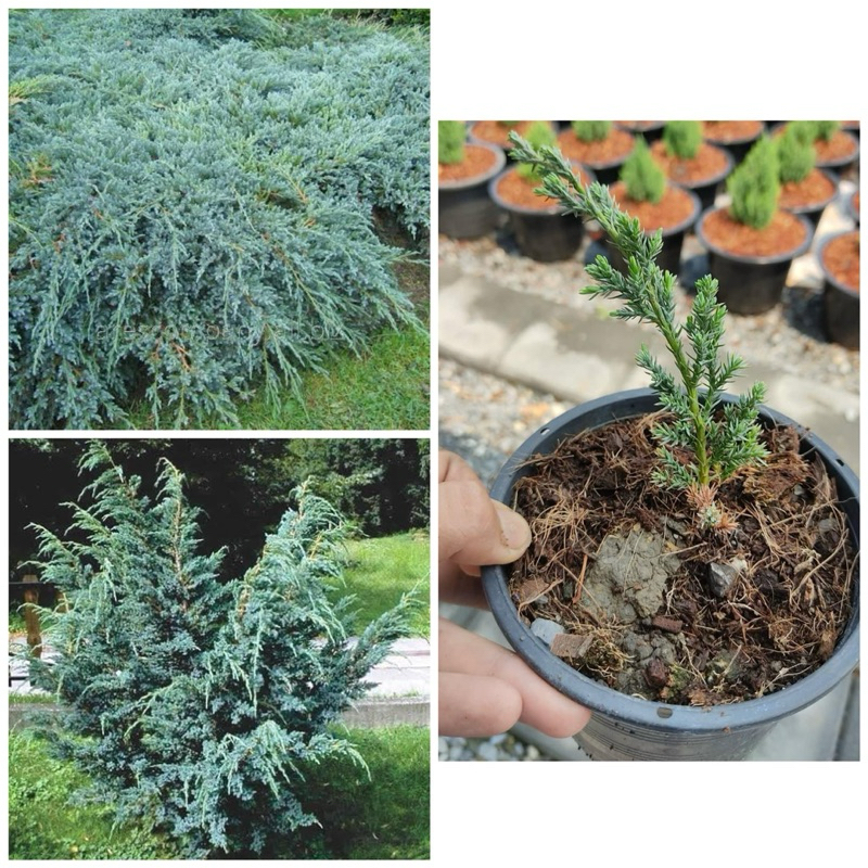 ต้นสนบลูแอลป์ Blue alp.