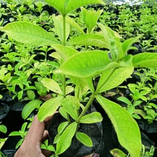 บานบุรีสีชมพูโอรส1ต้นถุงดำเป็นสีที่หายากไม้ประดับ