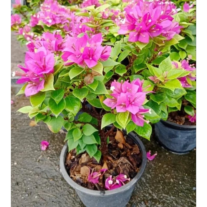 เฟื่องฟ้าสาวิตรีสีชมพู1ต้นถุงดำสูง30-40ซม.