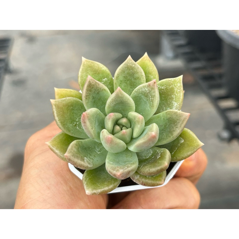 Echeveria Arzee กุหลาบหินไม้อวบน้ำขนาด 2 นิ้ว