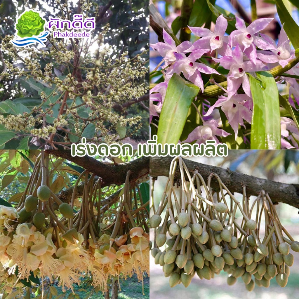 รูปภาพ 3