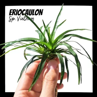 กระดุมเวียดนาม – ERIOCAULON SP. VIETNAM ต้นไม้น้ำ