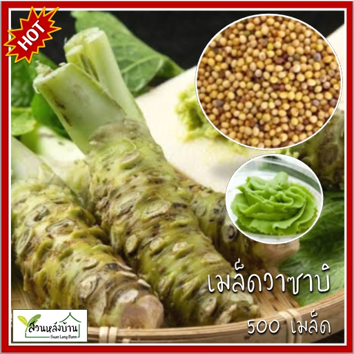 500 เมล็ด วาซาบิ  Wasabi เมล็ดวาซาบิ เมล็ดพันธุ์วาซาบิ